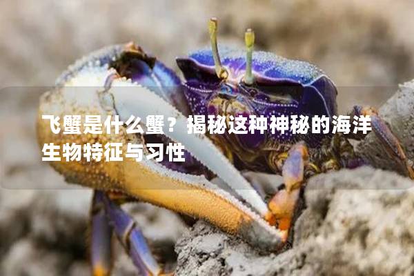 飛蟹是什么蟹？揭秘這種神秘的海洋生物特征與習性